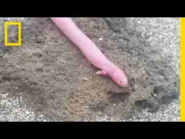 Video: Bizarre 